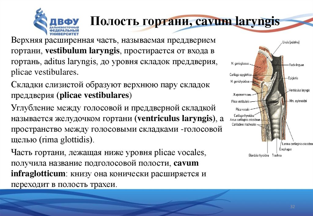 Верхняя расширенная часть. Складка преддверия гортани. Желудочек гортани (ventriculus laryngis) ограничен:. Преддверие гортани латынь. Складки преддверия гортани образуют.