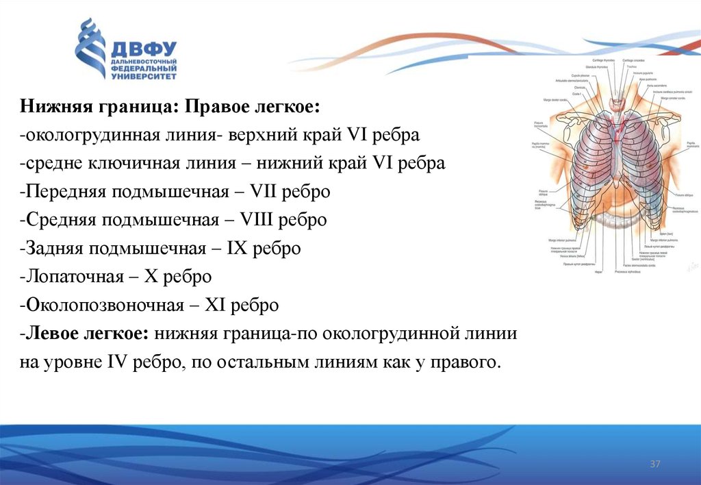 Линии ребер. Нижняя граница легких по окологрудинной линии. Нижняя граница левого легкого по окологрудинной линии:. Ребра по окологрудинной линии. Линии легких анатомия около грудинная.