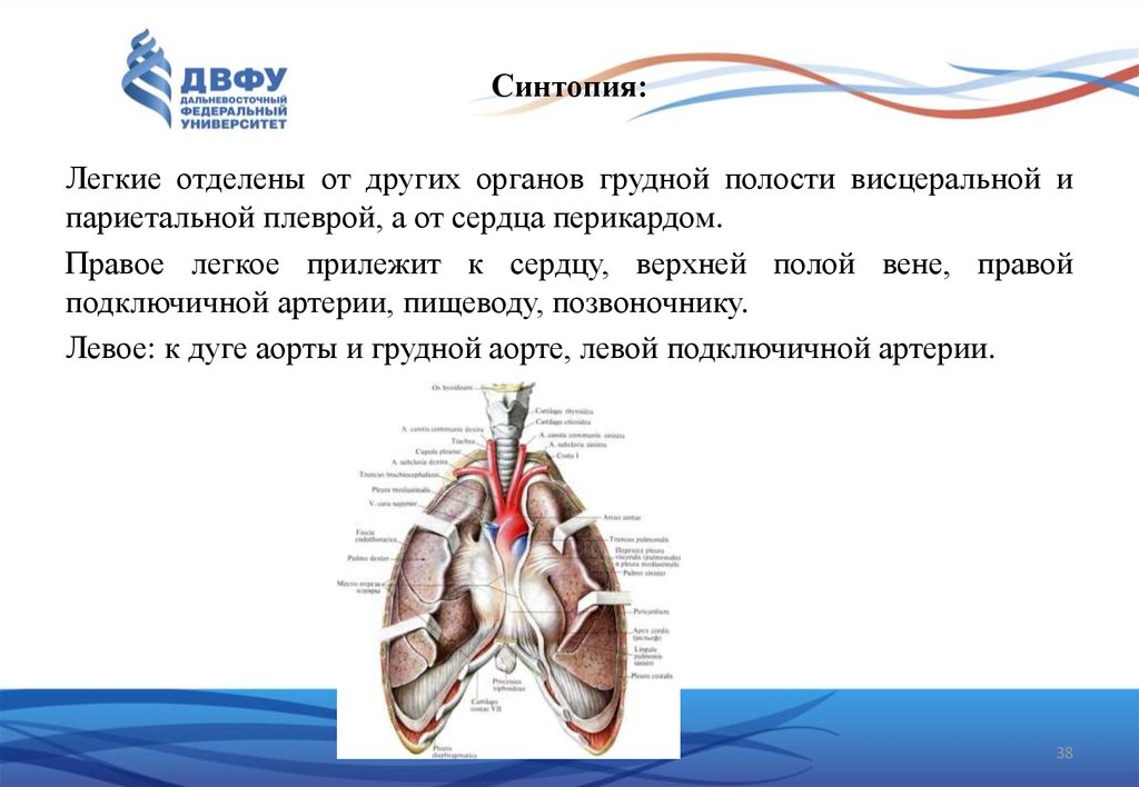 Грудная полость. Топография легких синтопия. Голотопия синтопия легких. Голотопия скелетотопия синтопия легкого. Синтопия легких анатомия.