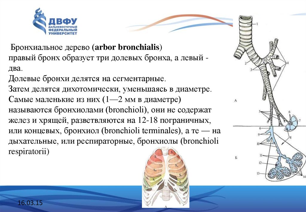 Левый бронх делится