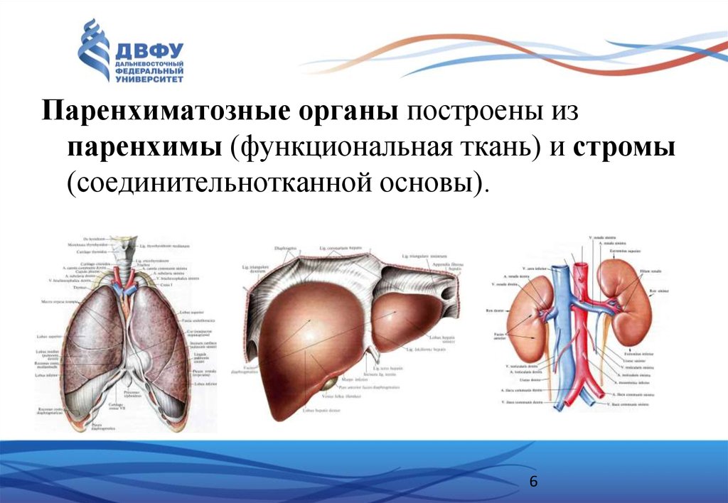 Полые органы. Паранхемальные органы. Паренхиматозные органы. Полые и паренхиматозные органы. Строение паренхиматозных органов.