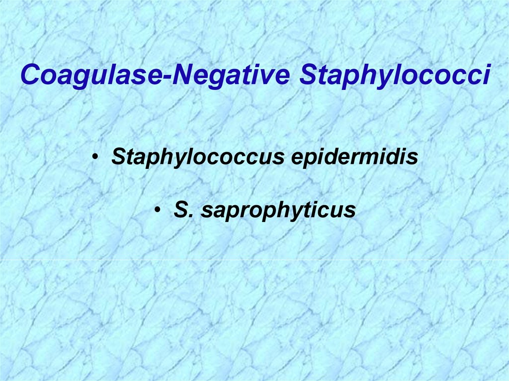 Staphylococcus coagulase. Coagulase negative Staphylococcus. Coagulase negative Staphylococcus Biochemical Table. Coagulase negative Staphylococcus which lactose negative.