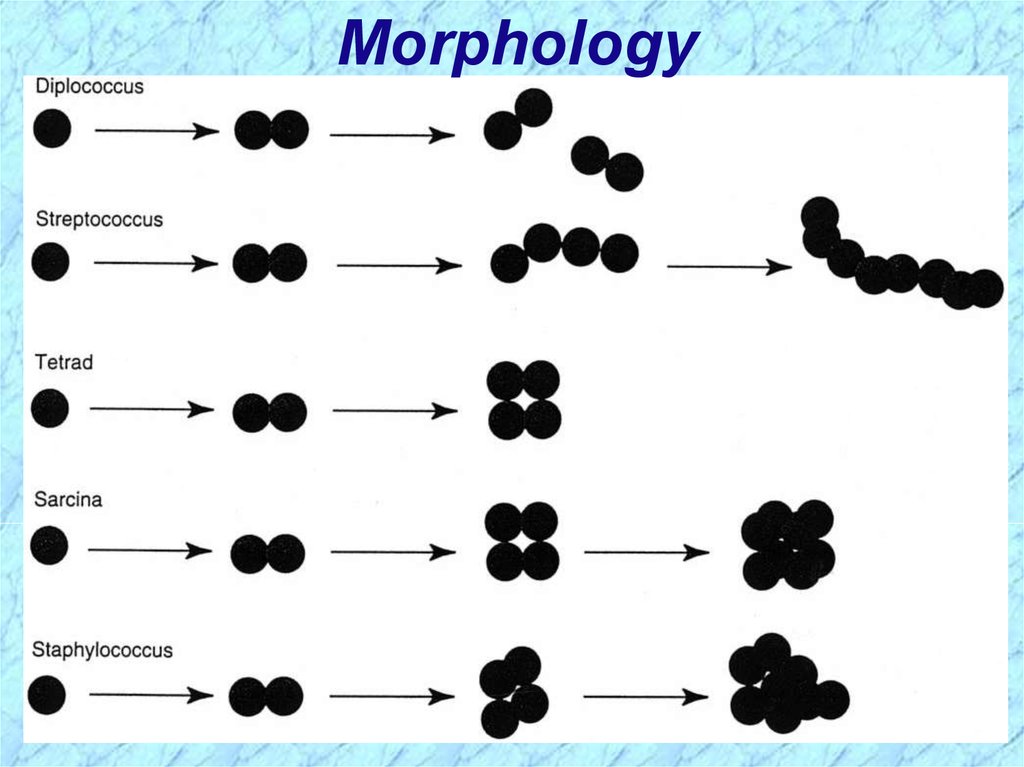 Сарцины это. Сарцина микробиология. Morphology. Сарцина и стрептококки. Схемы сарцин.