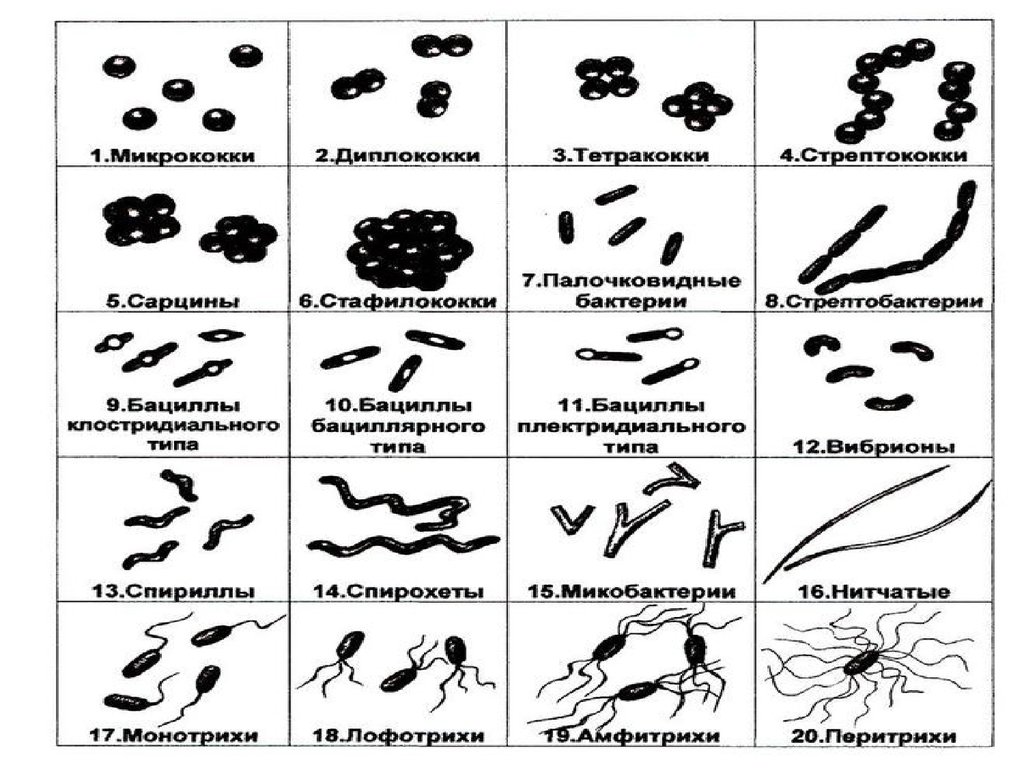 Три группы бактерий. Вибрионы стафилококки бациллы спириллы. Морфологические формы микроорганизмов микрококки. Кокки спирохеты палочки вибрионы. Форма бактерий: кокки, бациллы, спириллы, вибрионы, стафилококки..