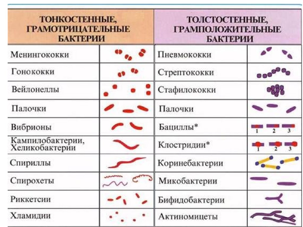 Микрофлора палочки. Классификация бактерий по форме микробиология. Грамположительные и грамотрицательные таблица. Классификация Берджи микробиология. Классификация микроорганизмов микробиология таблица.