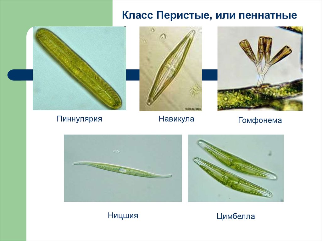 Диатомовые водоросли презентация