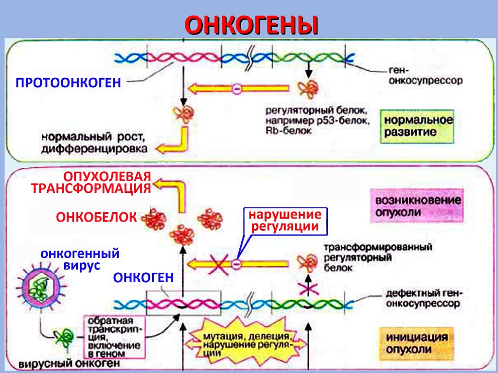 Ген роста. Механизмы превращения протоонкогенов в онкогены. Протоонкогены и гены супрессоры. Онкогены протоонкогены и гены супрессоры опухоли. ДНК-содержащие онкогенные вирусы.