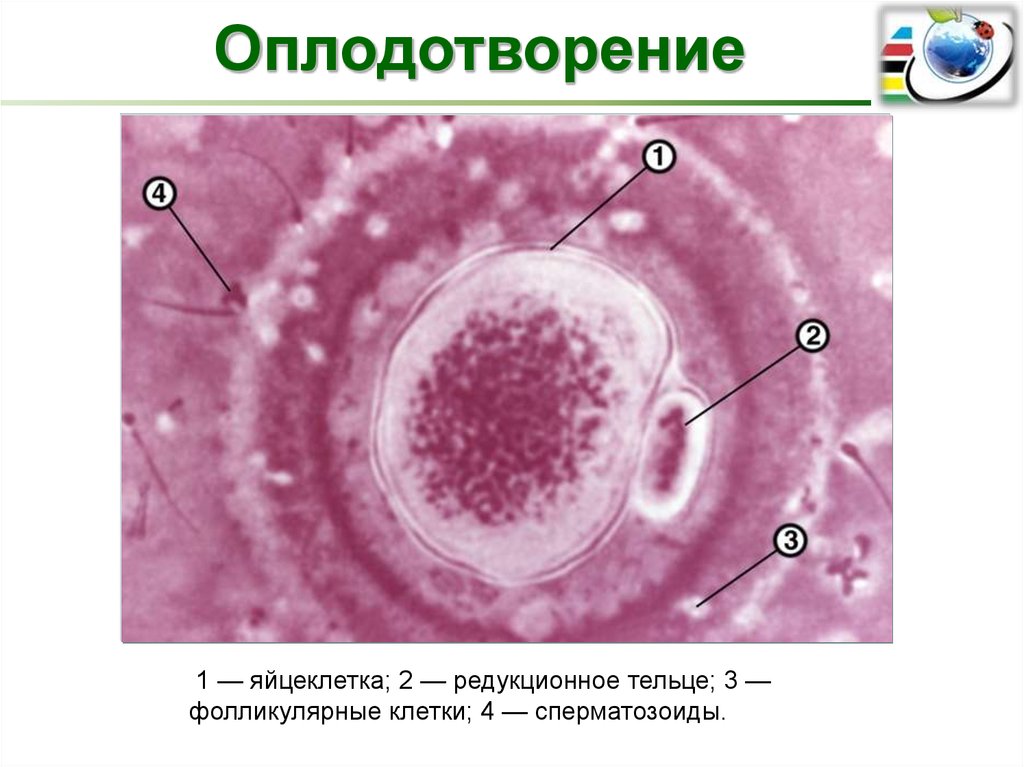 Репродуктивная система человека презентация