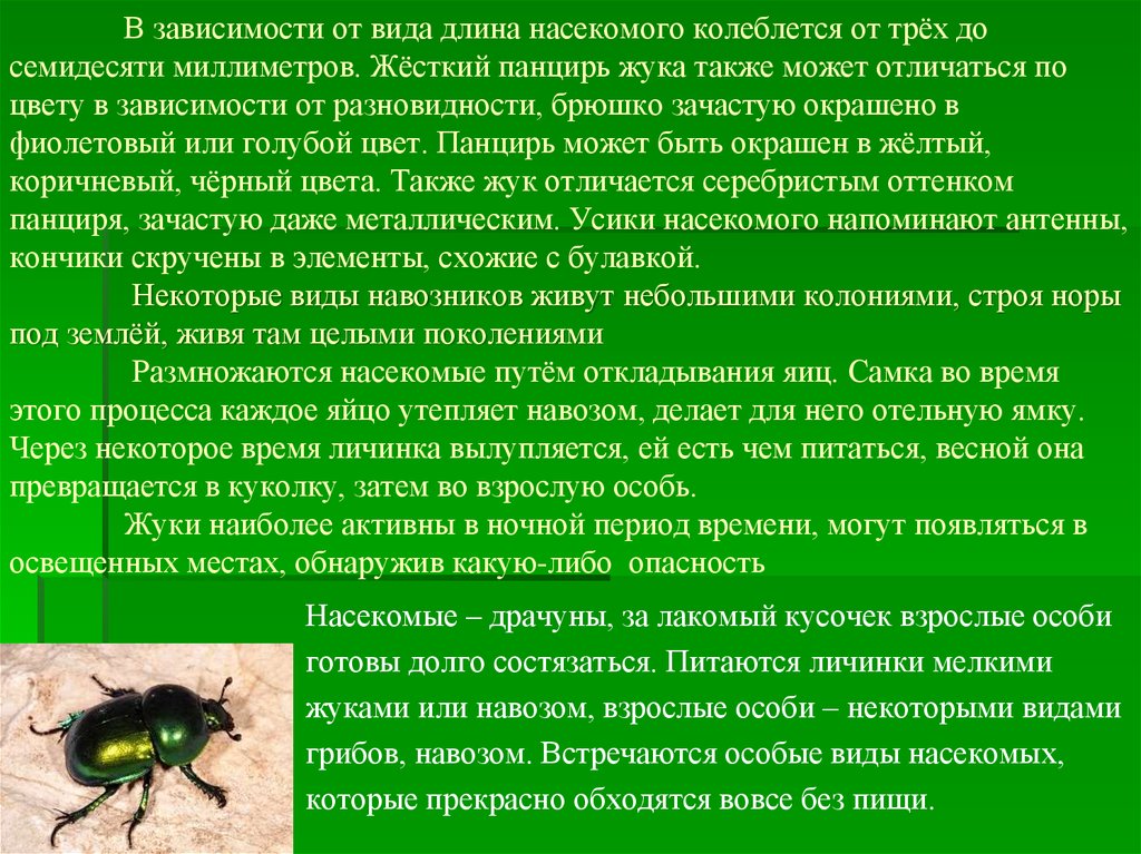 Длина насекомого. Класс насекомые происхождение. Значение класса насекомых. Рассказ о значении насекомых. Происхождение насекомых кратко.