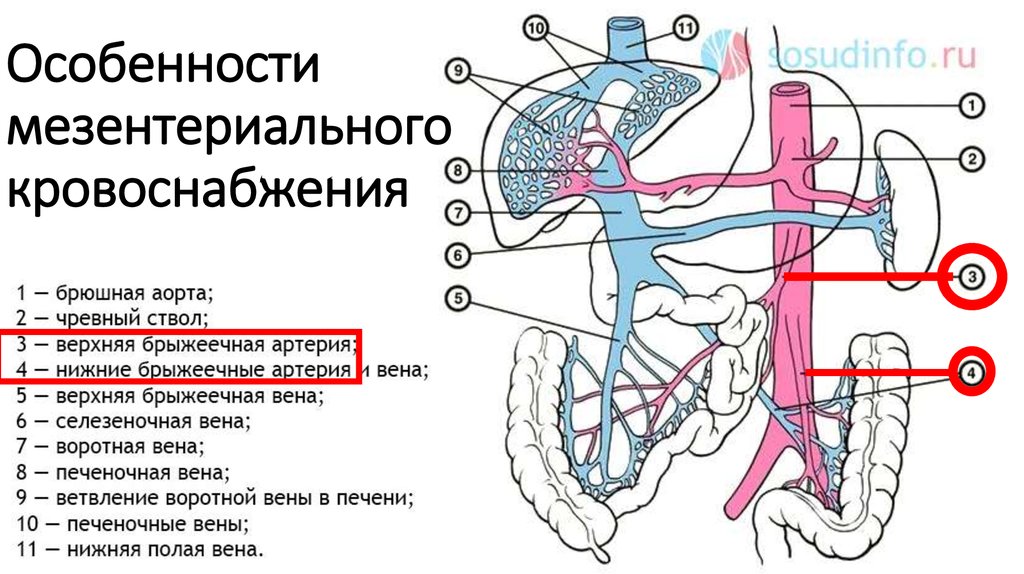 Приток крови к органам. Нижняя брыжеечная Вена анастомозы. Мезентериальные сосуды анатомия схема. Чревный ствол верхняя и нижняя брыжеечные артерии. Верхняя и нижняя брыжеечные артерии схема.