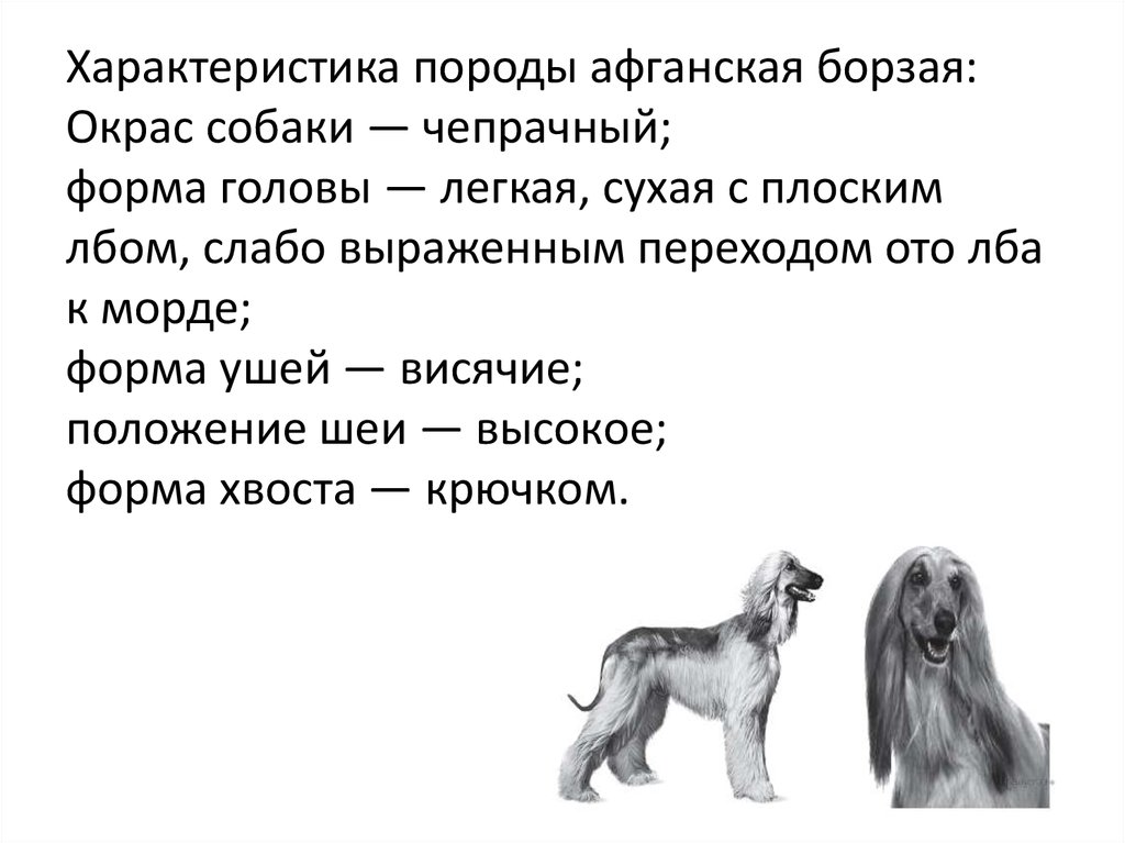 Характеристика собаки. Характеристика пород собак. Морфологическое описание собаки. Описание внешнего вида собаки. Форма головы афганской борзой.