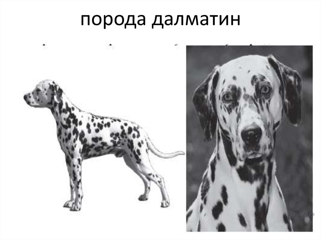 Рассмотрите фотографию собаки породы далматин. Далматин строение. Далматин фенотип. Собаки породы далматинец. Далматин форма головы.