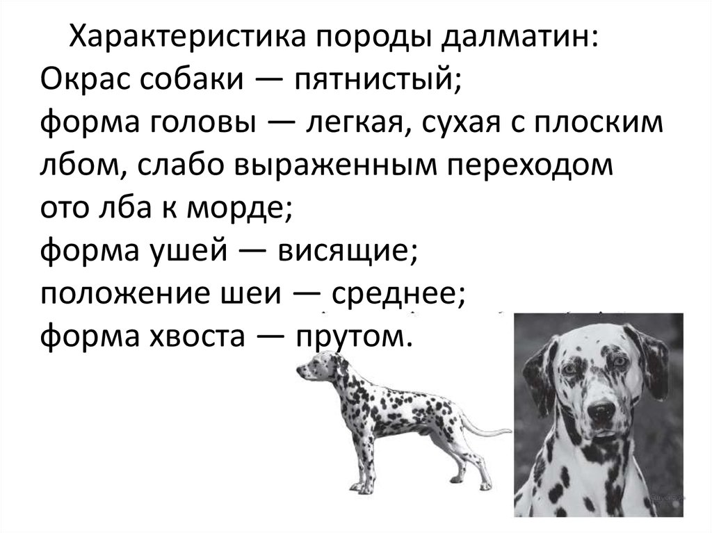 Как можно описать собаку внешне. Порода далматинец характеристика собак. Рассказ о далматинце. Рассказ о породе собак далматинец. Собаки окраса Далматин.