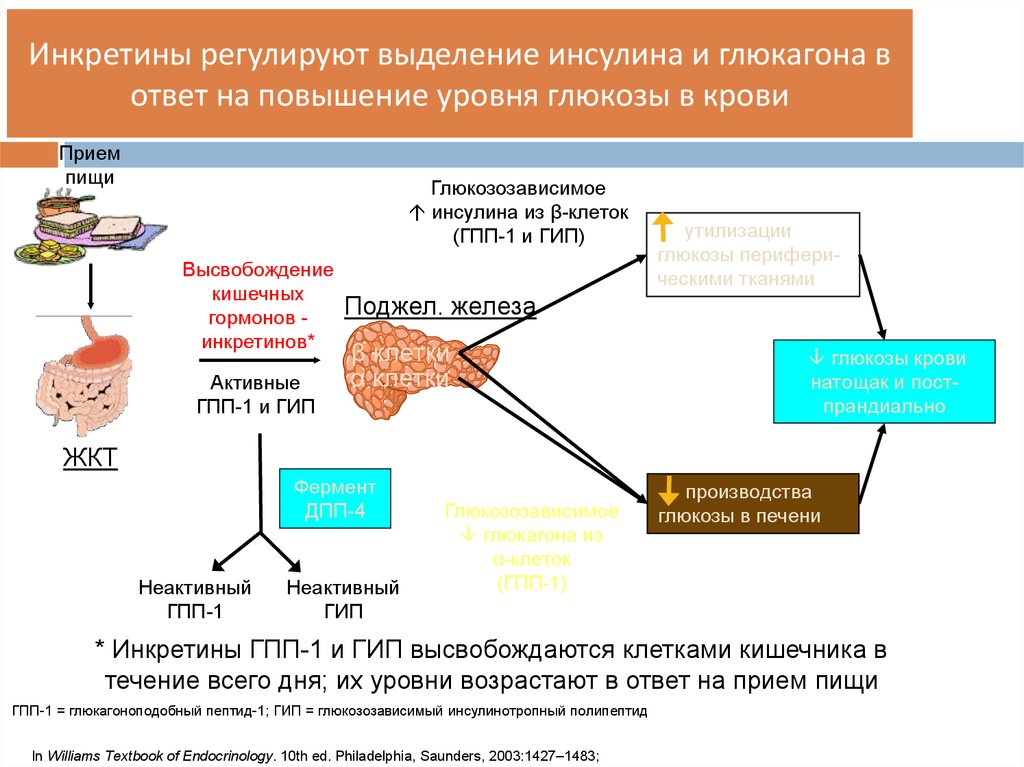 Глюкоза при сахарном диабете. ГПП-1 глюкагоноподобный пептид. При повышении содержания Глюкозы в крови секреция глюкагона. Регулирует Синтез гормонов — инсулина и глюкагона. Механизм снижения уровня Глюкозы в крови под действием инсулина.