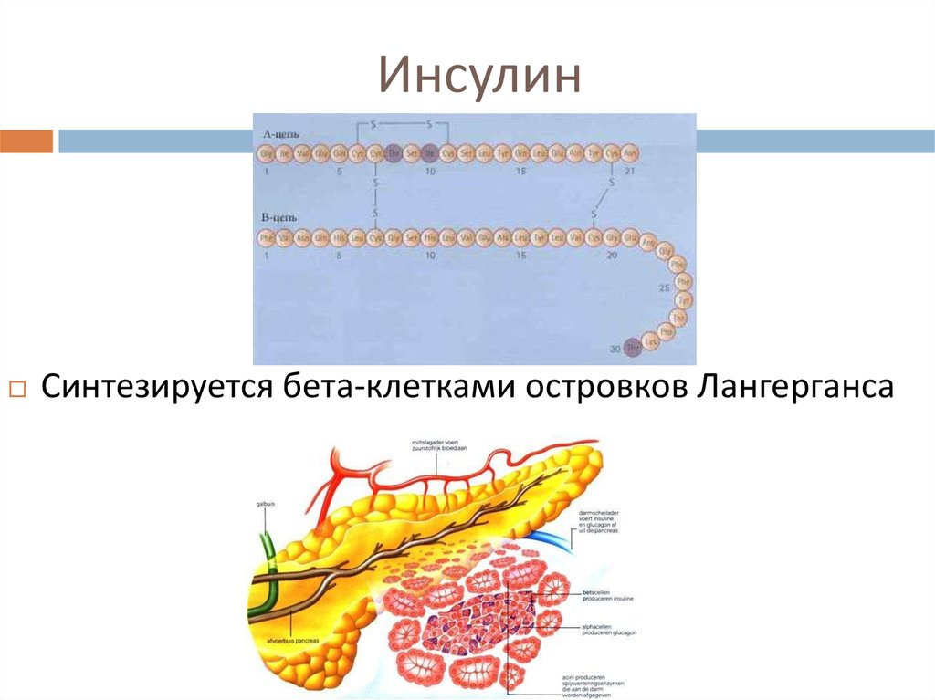 Инсулин какими клетками