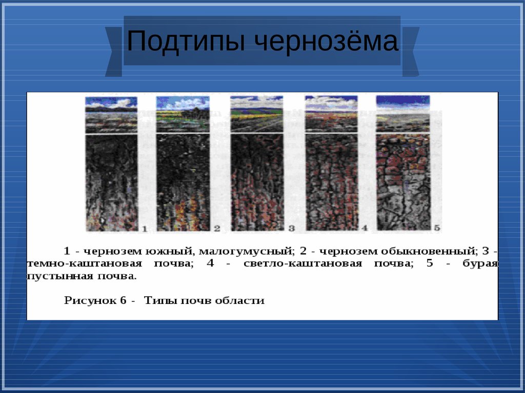 Много тепла плодородные почвы достаточное количество влаги. Тип почвы чернозем. Тип гумуса Чернозёмных почв. Подтипы черноземов. Чернозем Южный малогумусный.