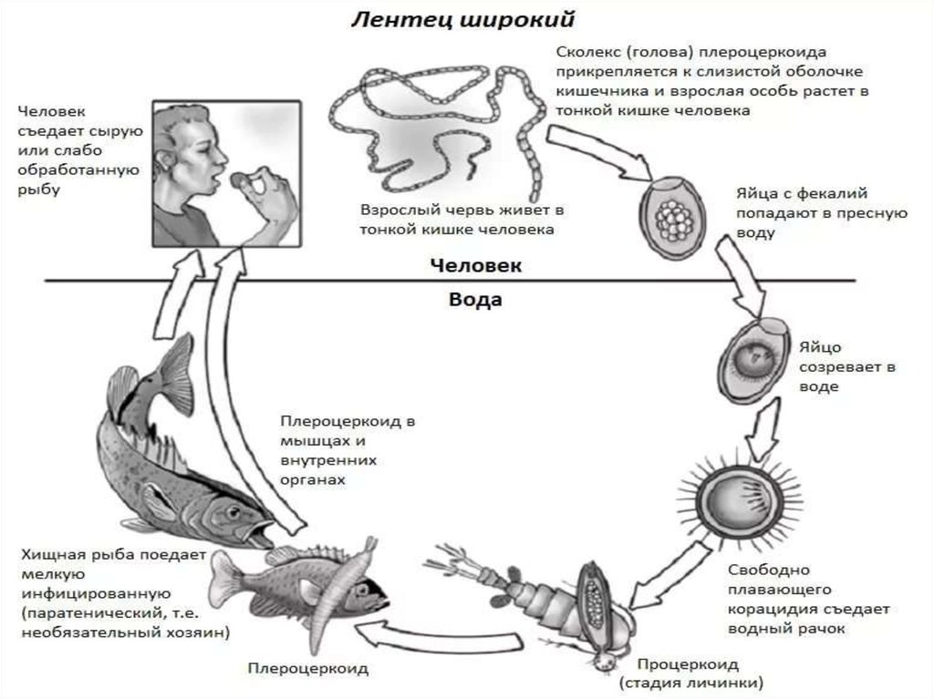 Дифиллоботриоз цикл развития схема