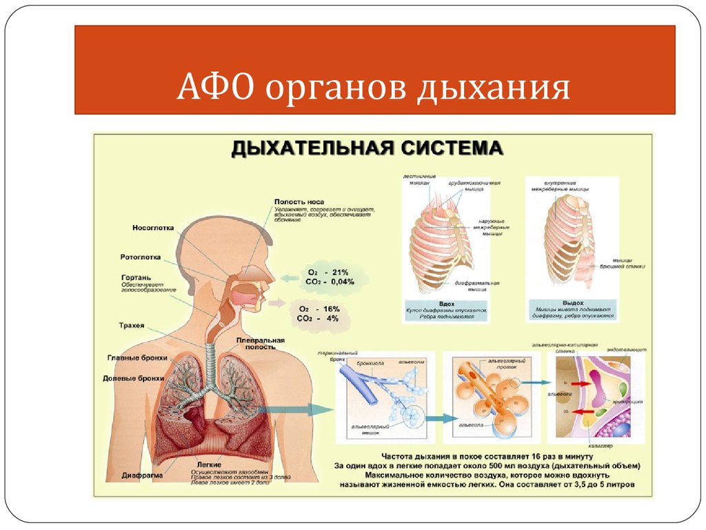 Презентация по биологии дыхательная система человека