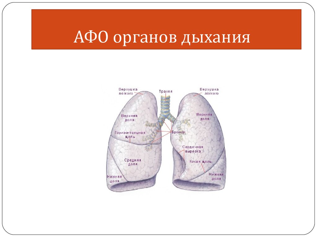 Легкие особенности строения