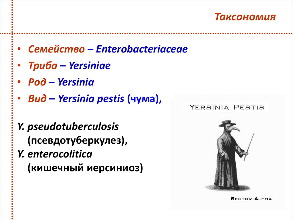 Триба это. Yersinia pestis таксономия. Yersinia enterocolitica таксономия. Чума таксономия возбудителя. Иерсинии таксономия микробиология.