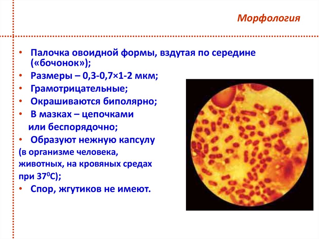 Морфология туралы презентация