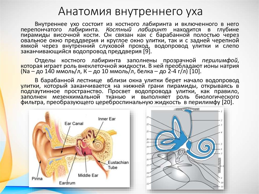 Внутреннее ухо выполняет. Анатомическое строение внутреннего уха. Схематическое строение внутреннего уха. Костный Лабиринт улитки состоит из. Строение улитки внутреннего уха.
