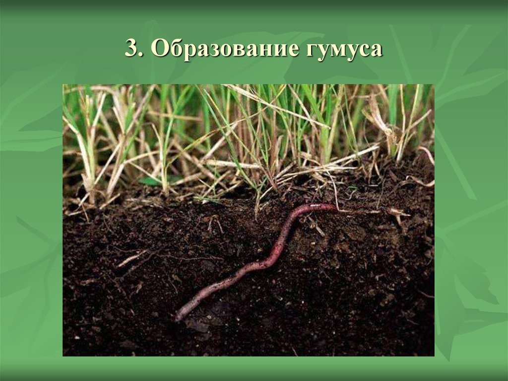 Гумус придает почве какой. Дождевой червь ареал обитания. Дождевой червь рыхлит почву. Плодородие гумус.