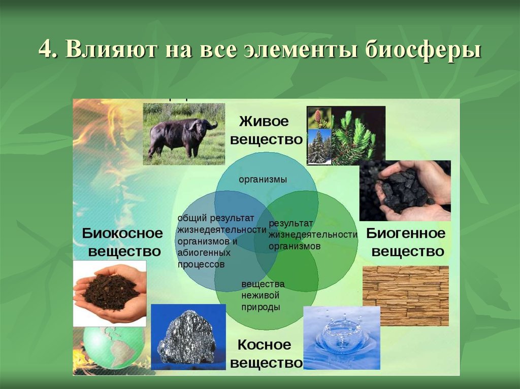 Растения в биосфере является. Типы веществ в биосфере по в.и Вернадскому. Структура биосферы живое вещество. Вещества биосферы по Вернадскому. Примеры живой биосферы.