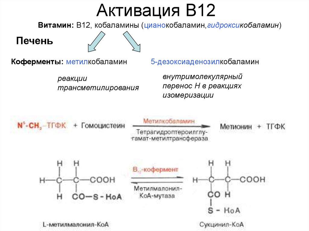 Фолиевый обмен. B12 кофермент. Кофермент витамина в12. Активация витамина в9. Витамин в12 цианокобаламин формула.