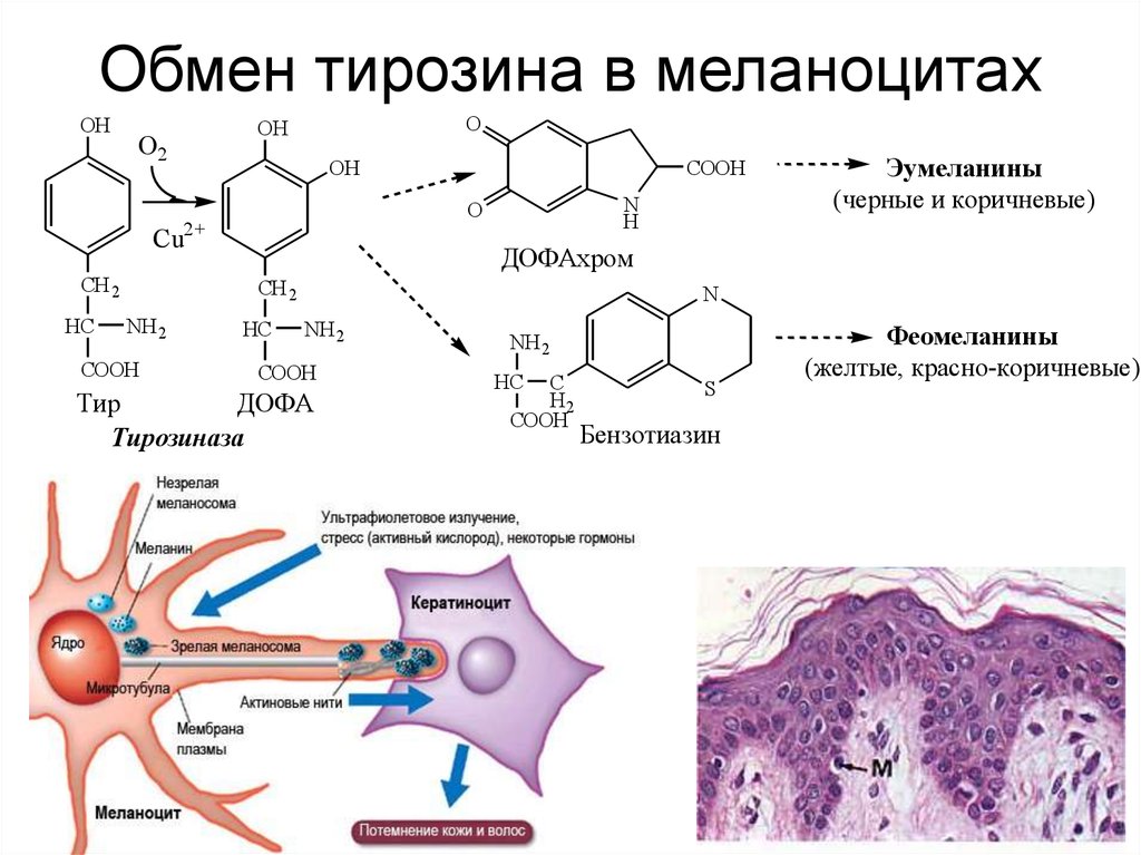 Синтез тирозина. Пути обмена тирозина в меланоцитах. Синтез меланина из тирозина. Схема синтеза меланина из тирозина. Синтех мелатонина из тирозина.