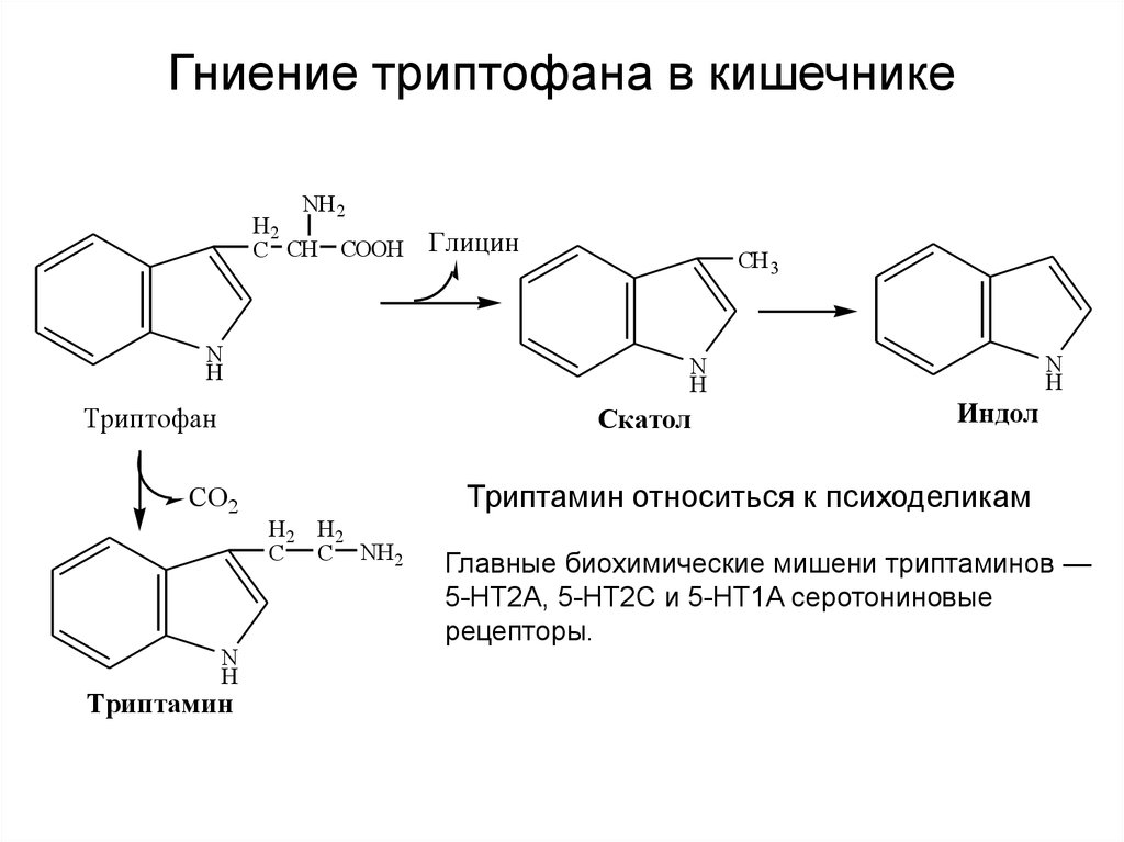 Гниение аминокислот. Образование продуктов гниения триптофана. Синтез триптофана из индола. Образование индола из триптофана. Превращение триптофана в индол.