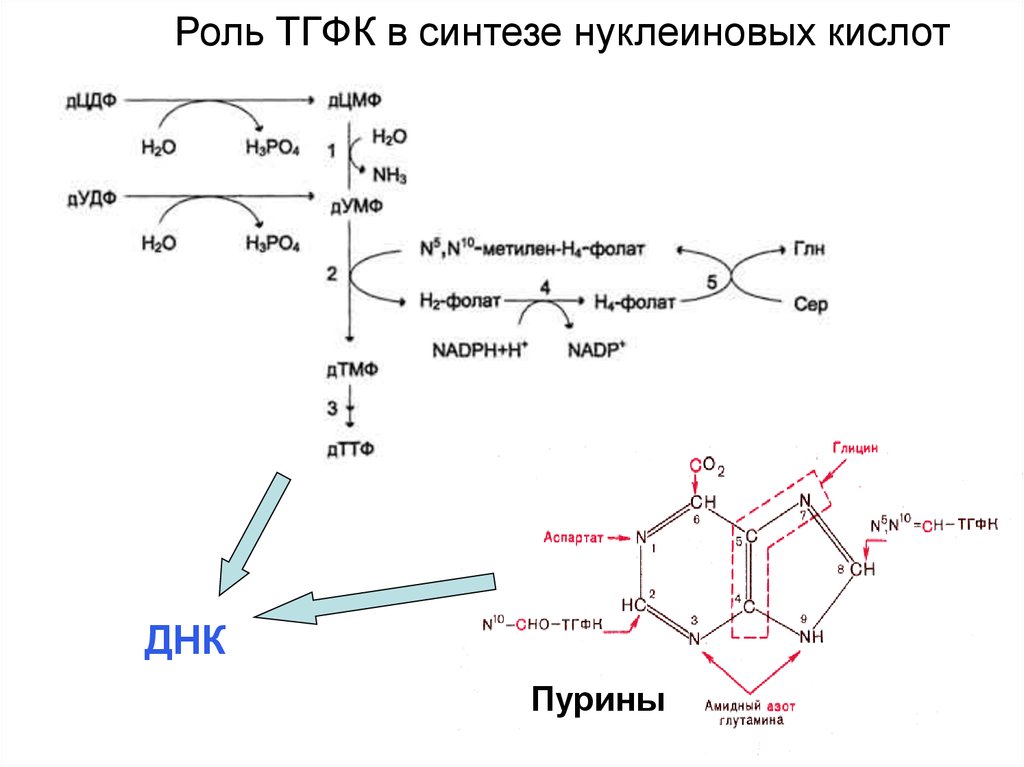 Нуклеиновые кислоты витамины. Витамин в12 в синтезе нуклеиновых кислот. Фолиевая кислота в синтезе нуклеиновых кислот. Синтез пуриновых нуклеотидов фолиевая кислота. Синтез фолиевой кислоты схема.