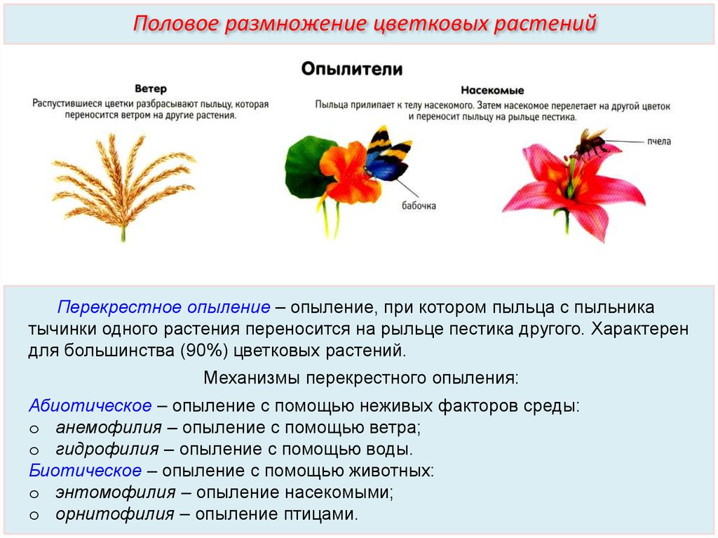 Какая ботаническая наука изучает опыление