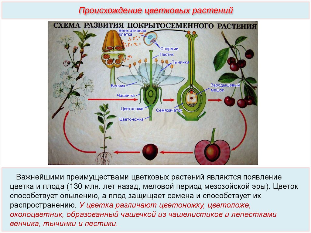Покрытосеменные произошли от. Цикл развития покрытосеменных растений схема 6 класс. Схема полового размножения покрытосеменных растений. Размножение покрытосеменных растений. Размножение покрытосеменных растений схема.