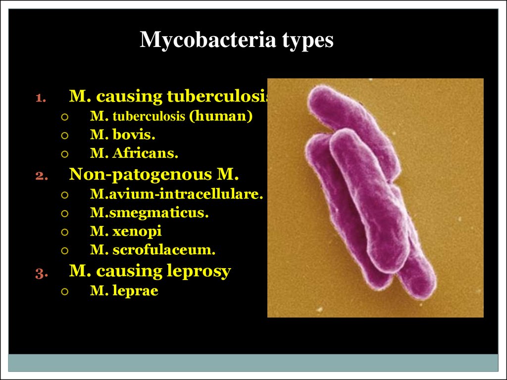 Mycobacteria types