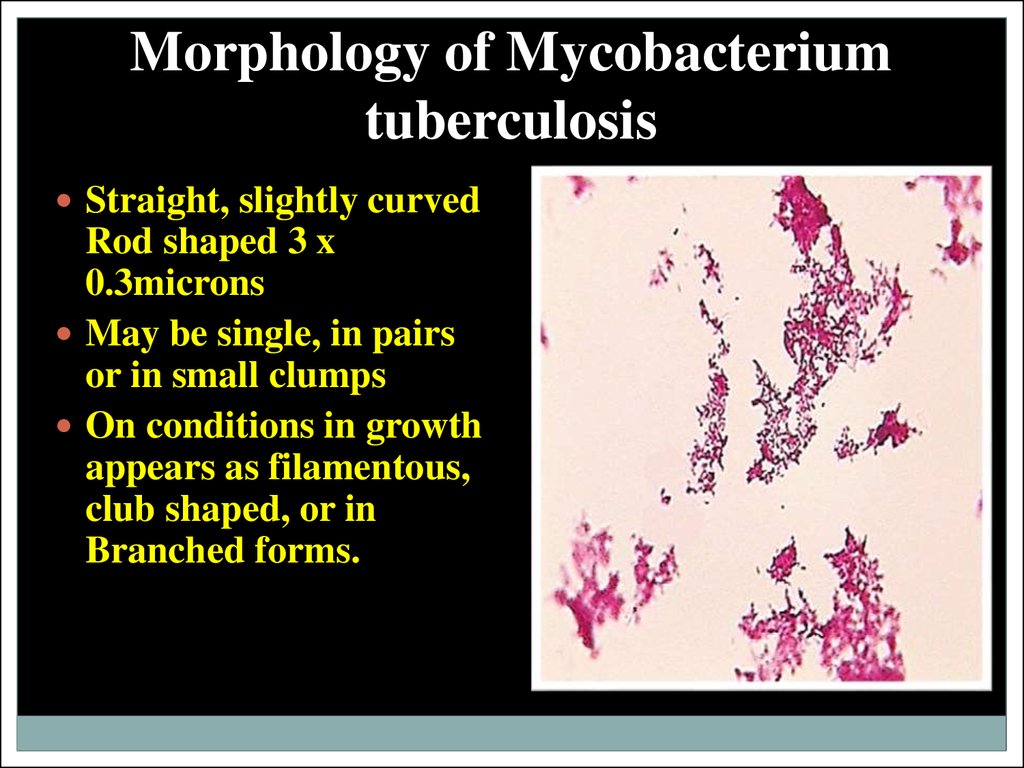 Morphology of Mycobacterium tuberculosis