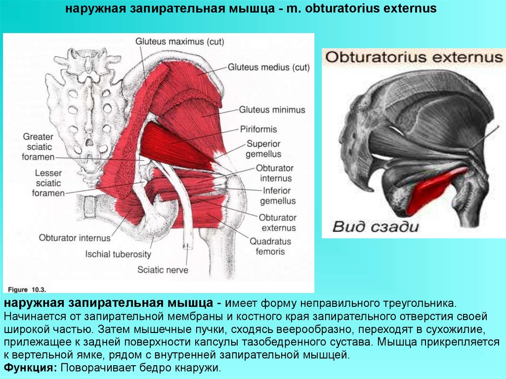 Запирательная мышца. Наружная запирательная мышца (m. obturatorius externus). Мышцы таза внутренняя запирательная мышца. Наружная запирательная мембрана. Внутренняя запирательная мышца иннервация.