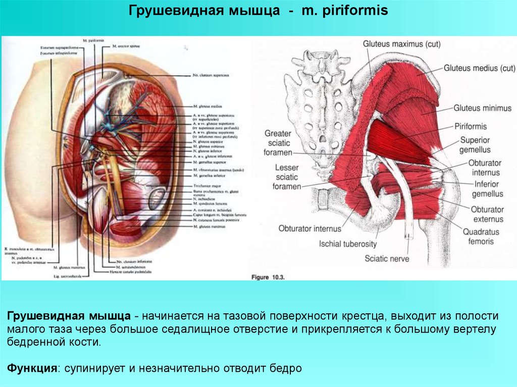 Мышца на латинском