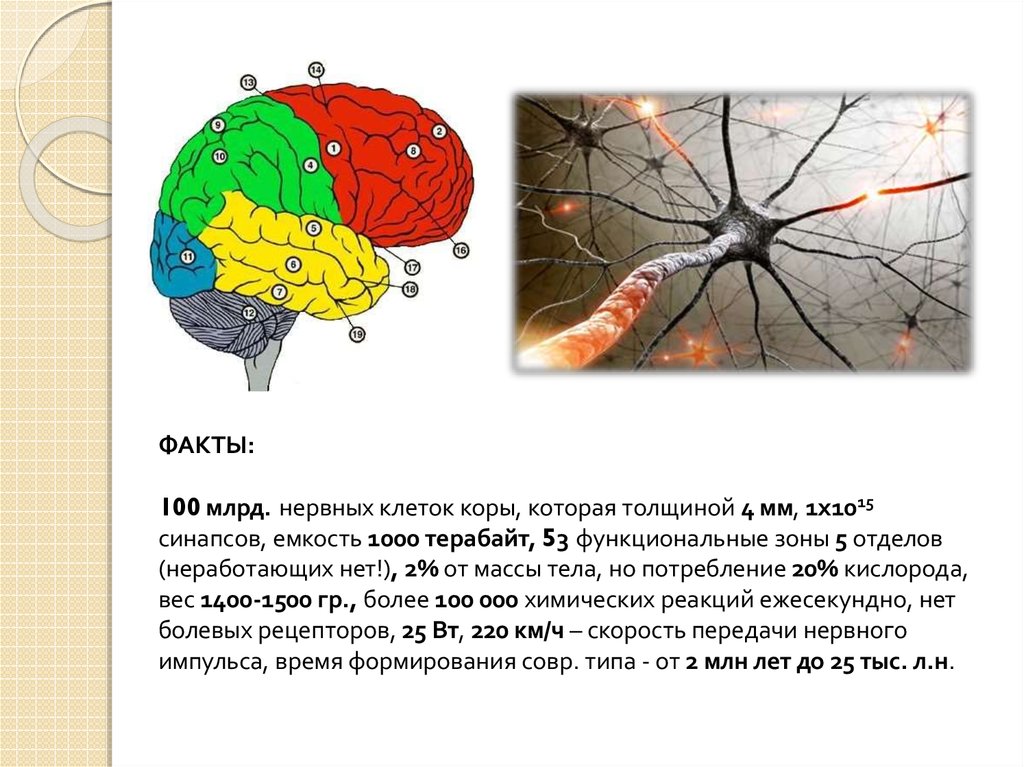 Корковые клетки могут быть. Зависит ли интеллект от количества клеток в коре.