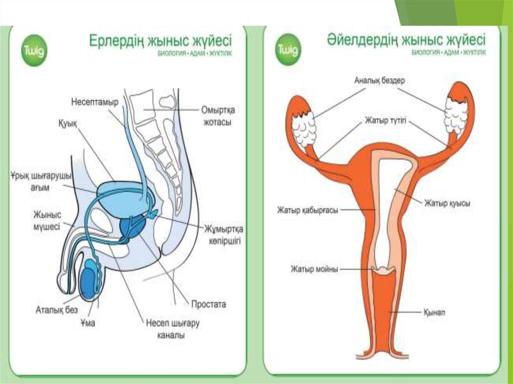 Әйел жыныс мүшелері презентация