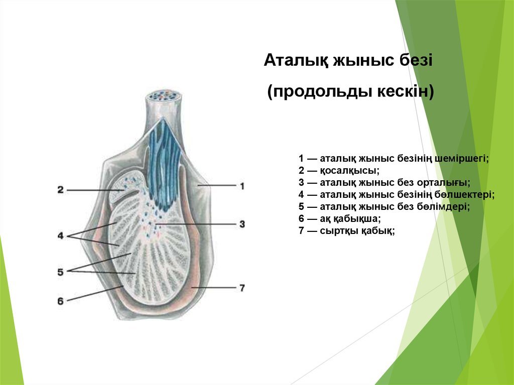 Әйел жыныс мүшелері презентация