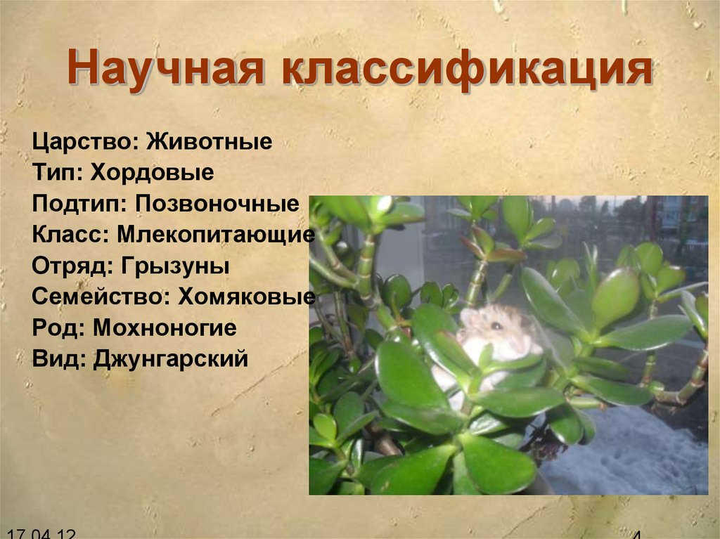 Научная классификация государств