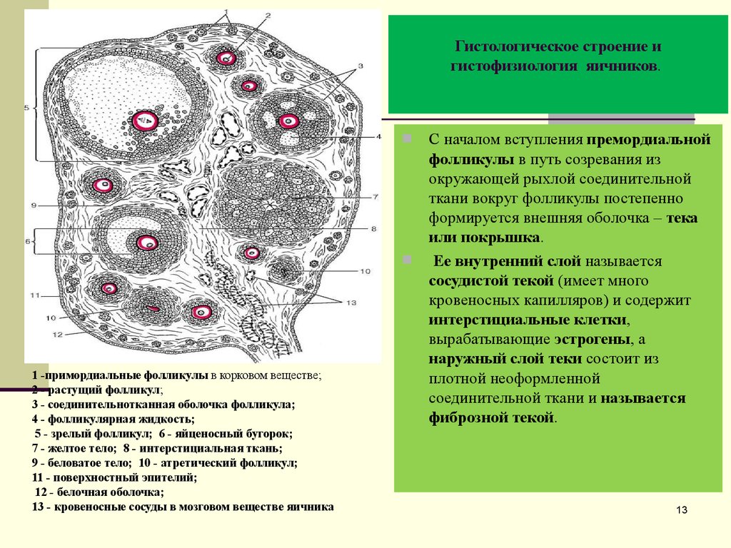 Внутреннее строение яичника. Интерстициальные клетки яичника гистология. ТЕКА ткань яичника гистология. Схема строения фолликула. Яичник анатомия строение внешнее.