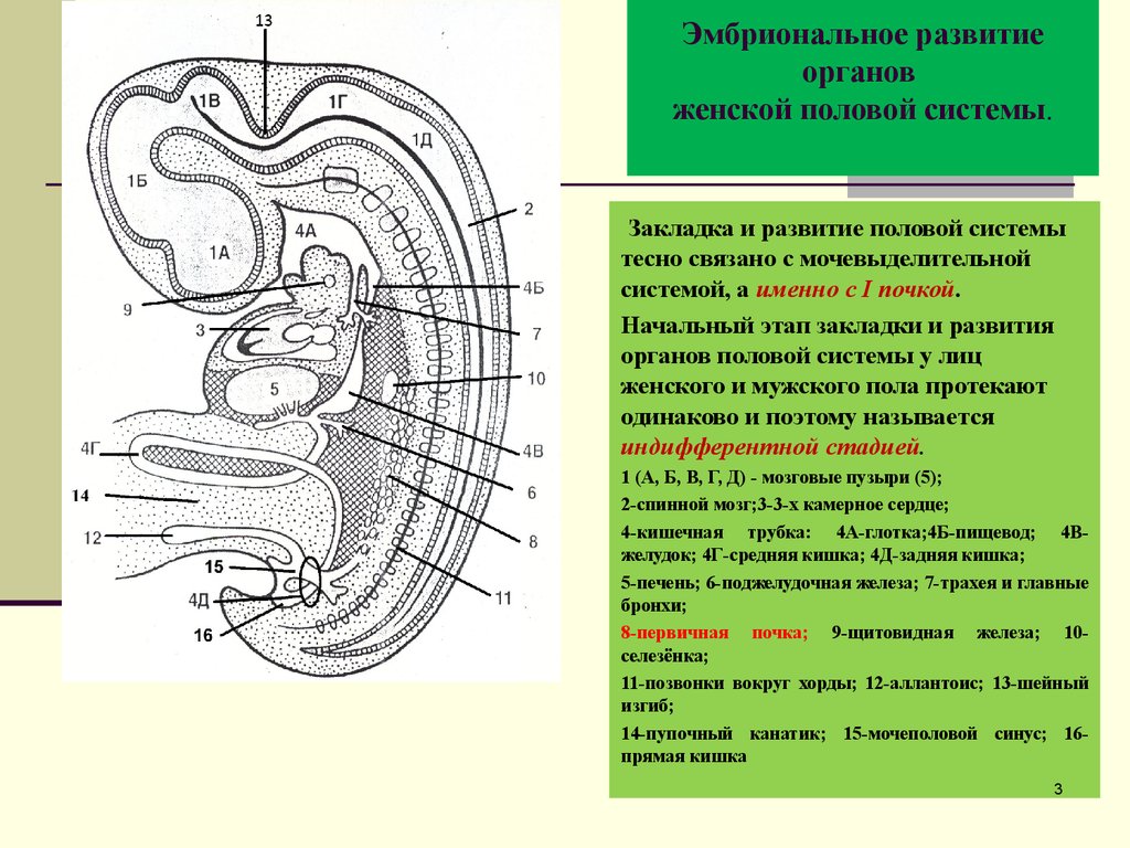 Схема половой орган женщины