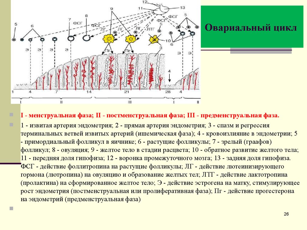 На протяжении всего цикла. Овариально менструальный цикл схема. Овариально-менструационный цикл фазы. Схема фаз овариально менструального цикла. Основные события овариально-менструального цикла.