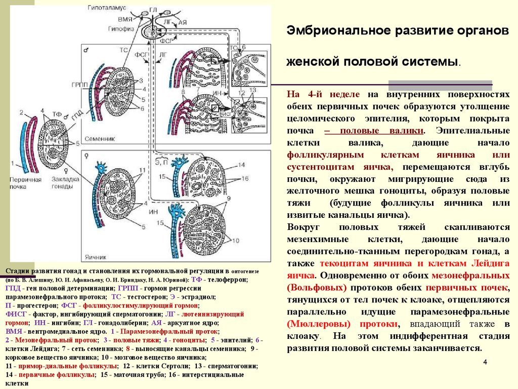 Этапы развития женщин. Парамезонефральный проток женской половой системы. Стадии развития гонад. Формирование почки в эмбриогенезе. Формирование половой системы.