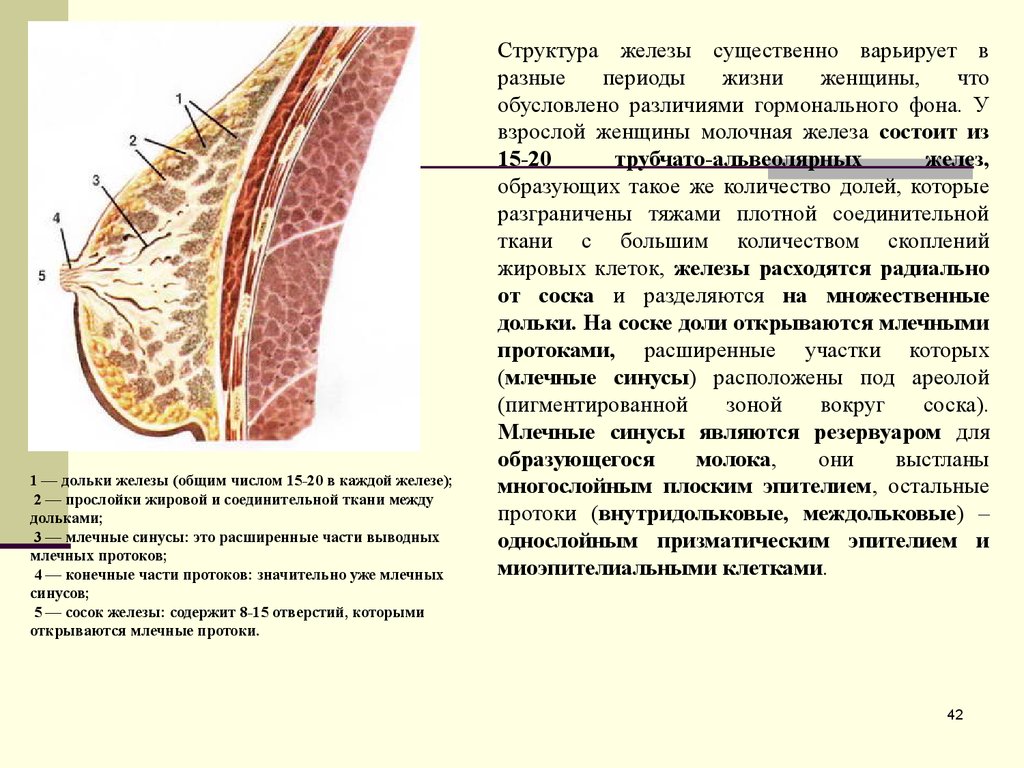 Протоки молочных желез. Дольки железы. Молочная железа дольки. Дольки грудной железы. Железистая долька в молочной железе.