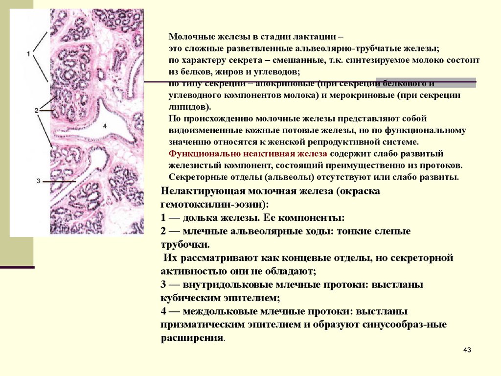 Молочная железа тип железы. Альвеолярно трубчатая железа гистология. Строение нелактирующая молочная железа гистология. Нелактирующая молочная железа гистология препарат. Различия лактирующей и нелактирующей молочной железы.