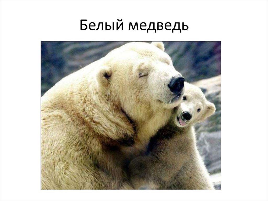 Белый медведь