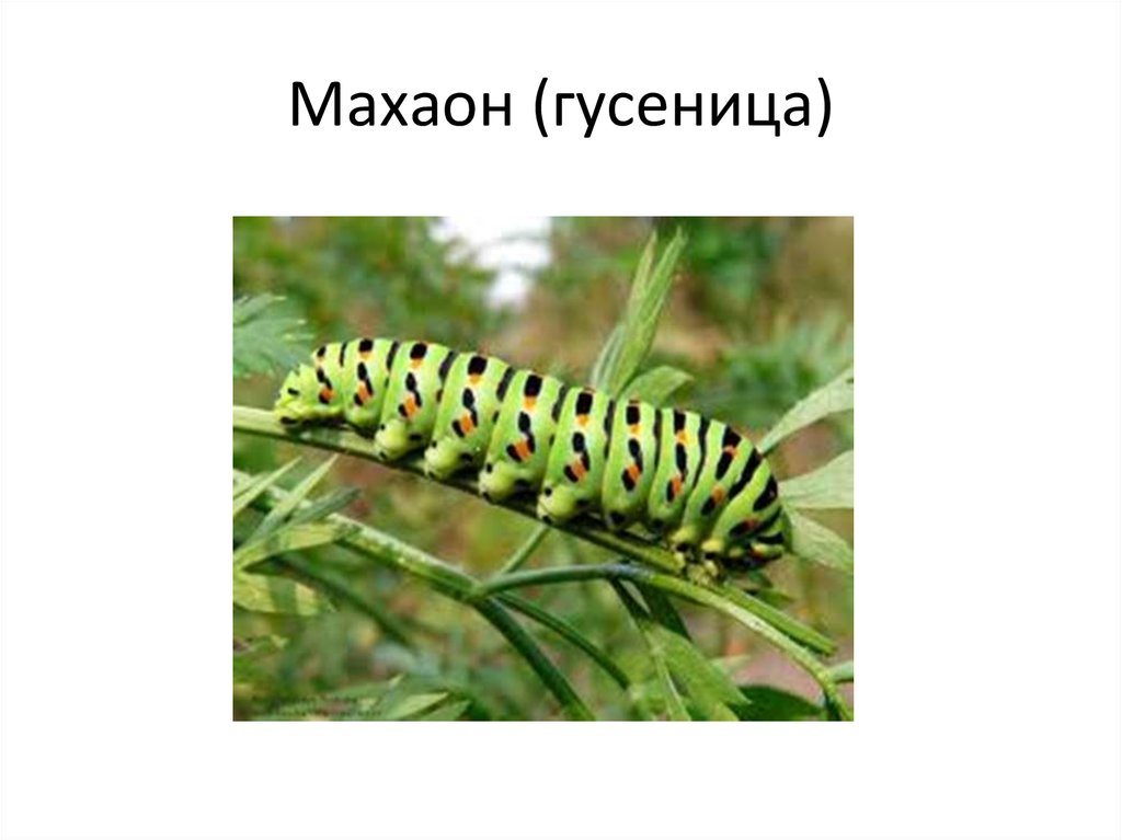 Махаон (гусеница)